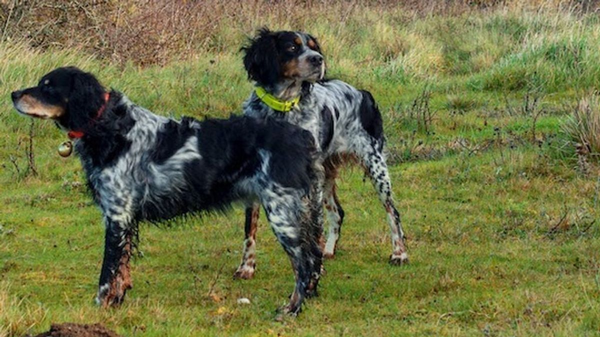 Galicia alega contra la ley del Gobierno que obliga a esterilizar a perros de caza