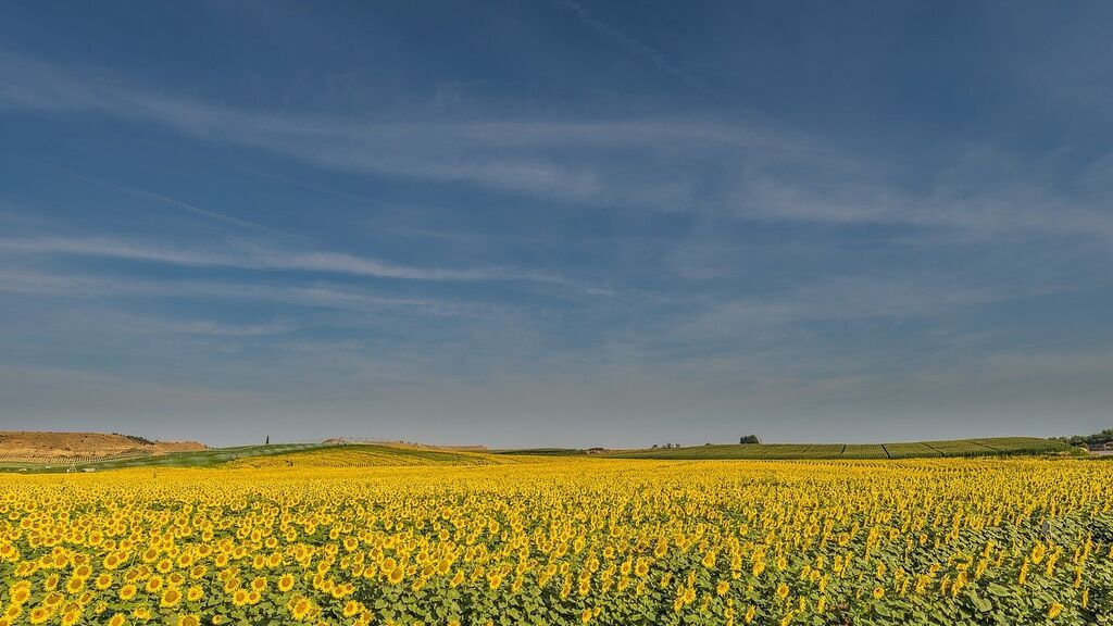 ¿Por qué importamos aceite de girasol si España también lo produce en cantidad?