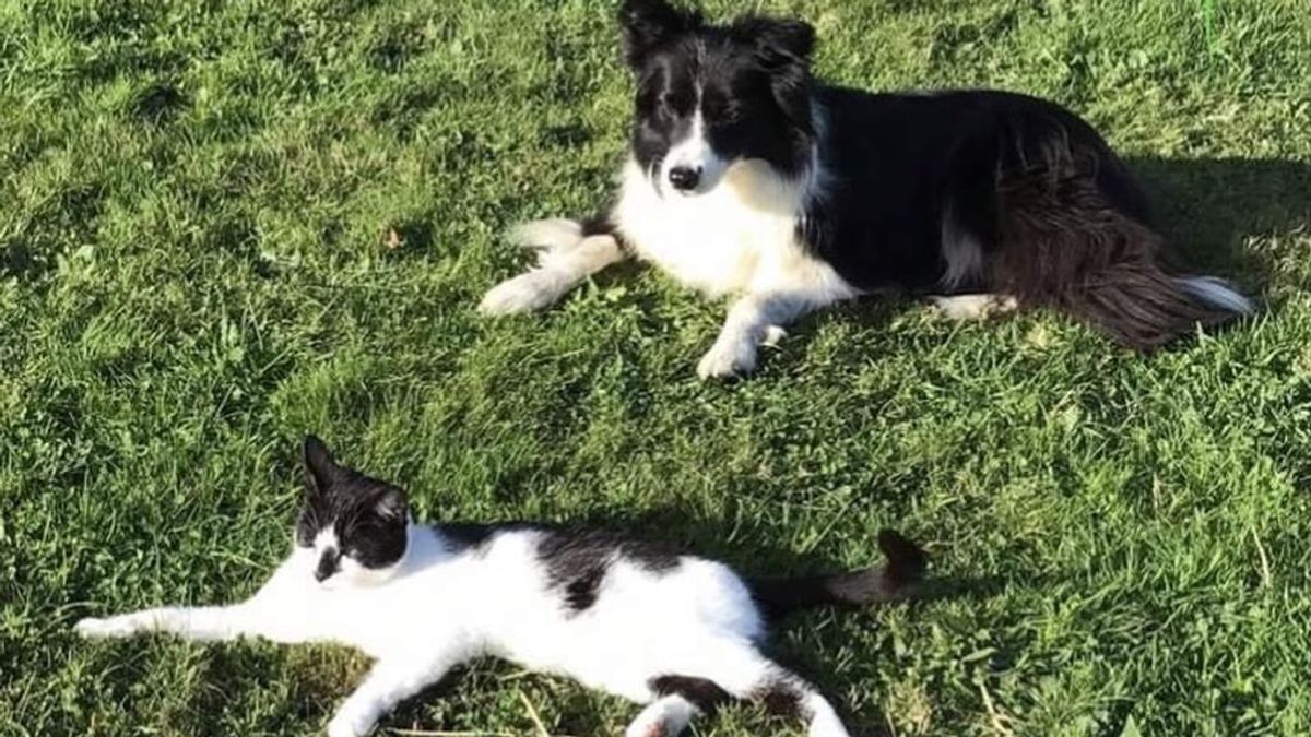 Tener perro cuesta de media 1.131 euros al año, 145 euros más que tener gato, según la OCU Tener perro cuesta de media 1.131 euros al año, 145 euros más que tener gato, según la OCU