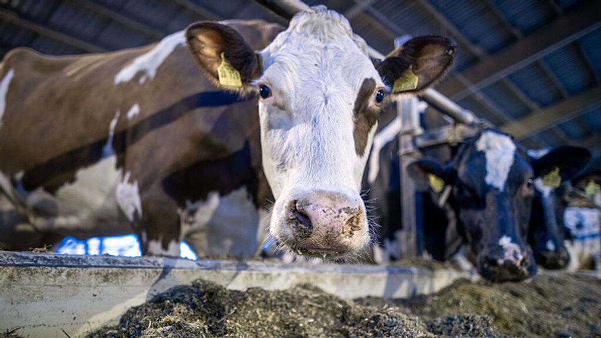 El ganado es la principal vía de contagio de la fiebre 'Q'