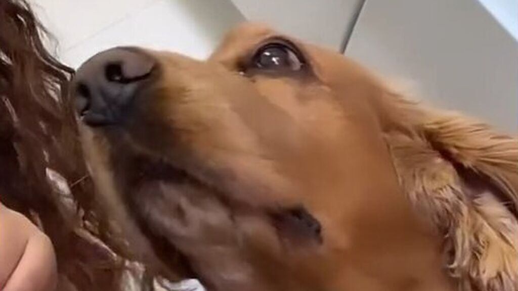 Perro TikTok