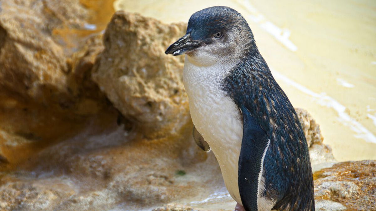 La toxomasplosis de los gatos está causando la muerte masiva de pingüinos en Australia