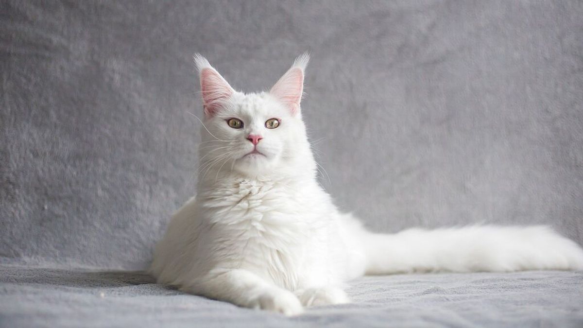 Una mujer paga más casi 23.000 euros por clonar a su gato fallecido: "Era mi alma gemela"