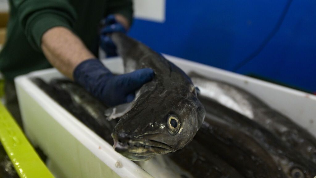 EuropaPress_4323032_operario_maneja_pescado_caja_lonja_coruna_18_marzo_2022_coruna_galicia