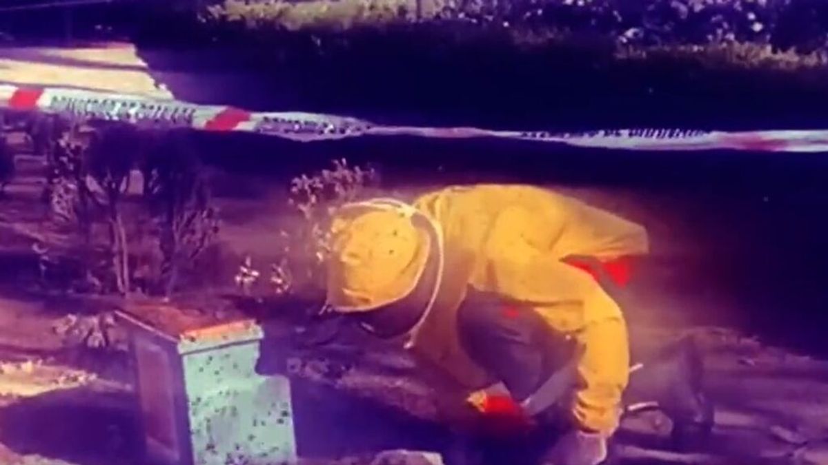Bomberos y Policía Local retiran un enorme enjambre de abejas en Granada Bomberos y Policía Local retiran un enorme enjambre de abejas en Granada