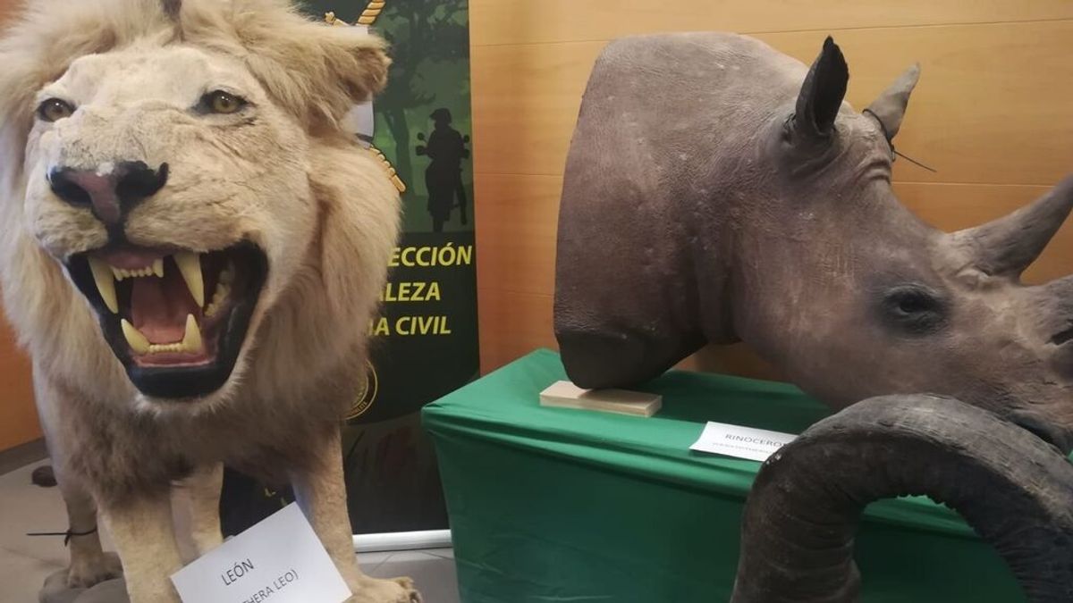 Confiscan leones, tigres y rinocerontes disecados en la finca de un empresario valenciano