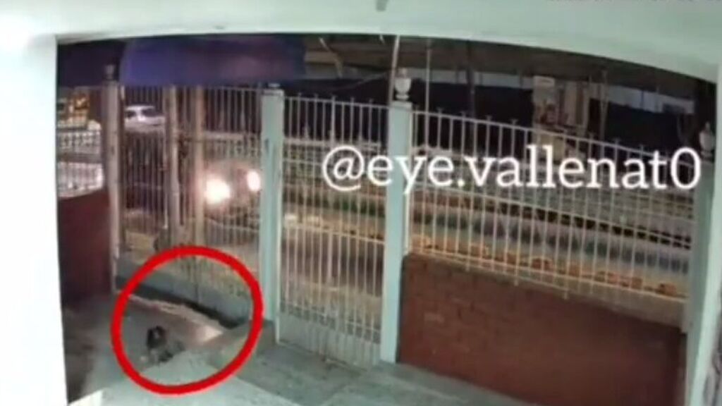 El tierno reencuentro de una familia con su perrito perdido que se hizo viral