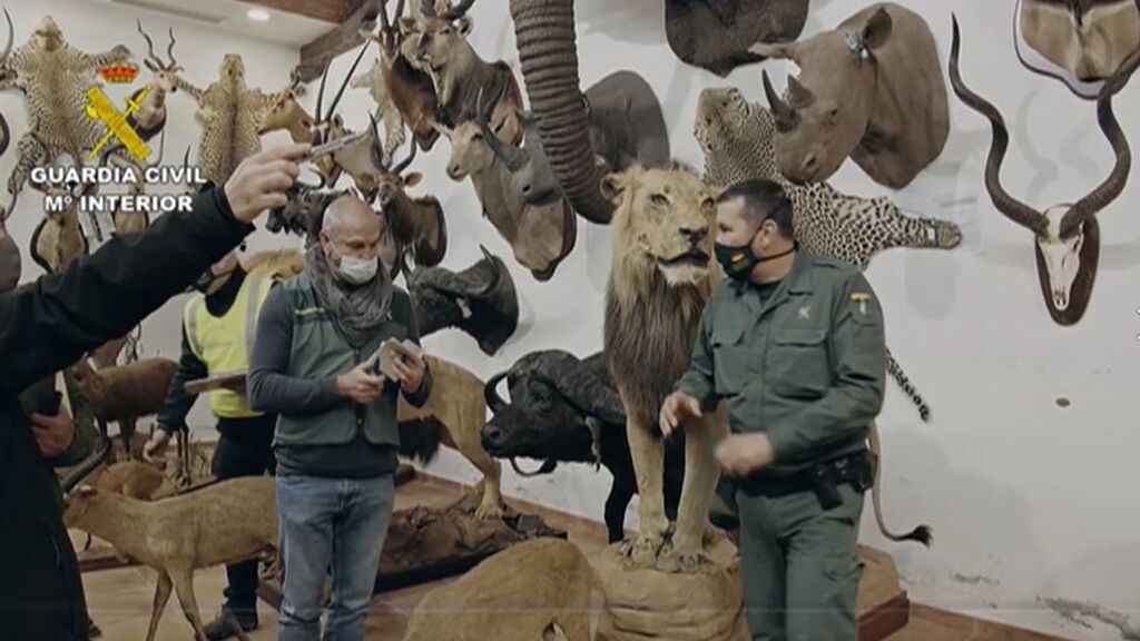 Incautan 1.090 animales protegidos disecados, la mayor colección hallada en España