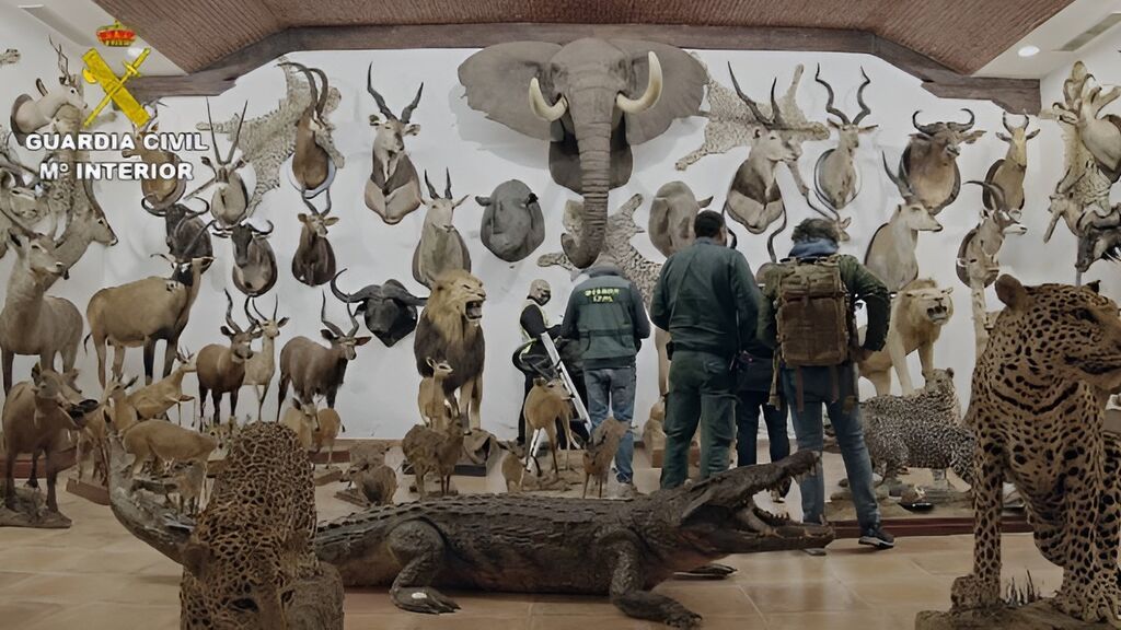 Incautan 1.090 animales disecados para el contrabando en la localidad valenciana de Bétera