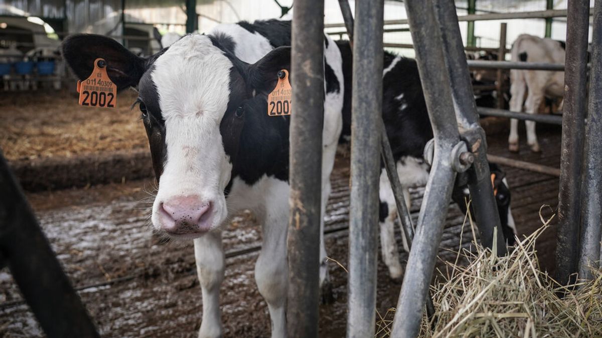 Los ganaderos gallegos denuncian que siguen produciendo a pérdidas por el bajo precio de la leche Los ganaderos gallegos denuncian que siguen produciendo a pérdidas por el bajo precio de la leche