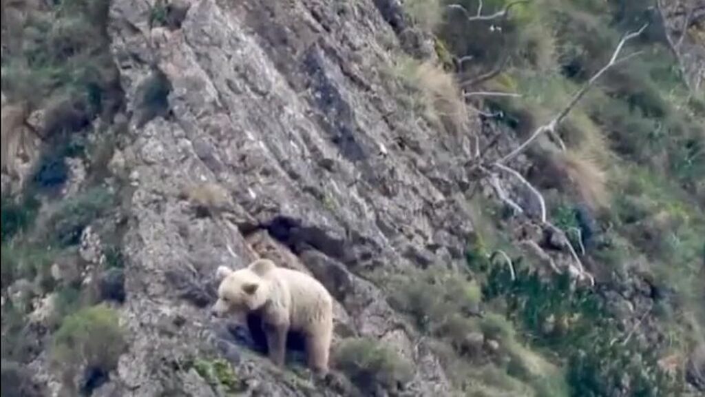 Los osos de Somiedo, Asturias, salen tras la hibernación: las imágenes de la osa 'Clarita'