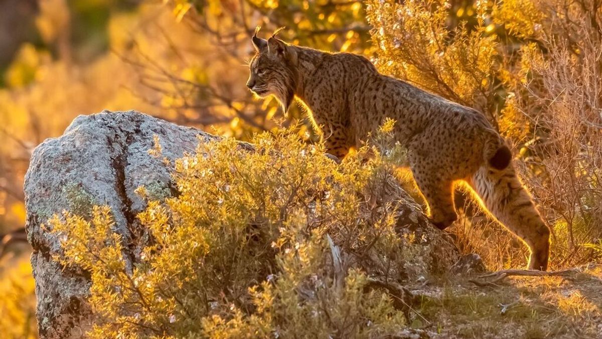 Este verano Andalucía implantará el primer vallado virtual de España para evitar el atropello de linces Este verano Andalucía implantará el primer vallado virtual de España para evitar el atropello de linces