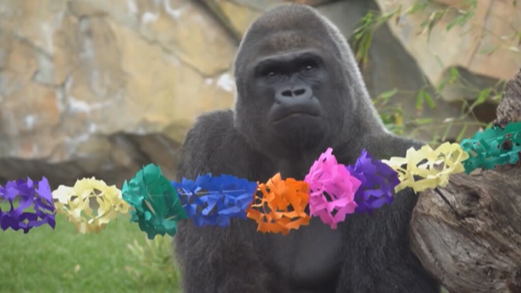 Tartas y regalos para celebrar el cumpleaños de dos gorilas de Bioparc Valencia
