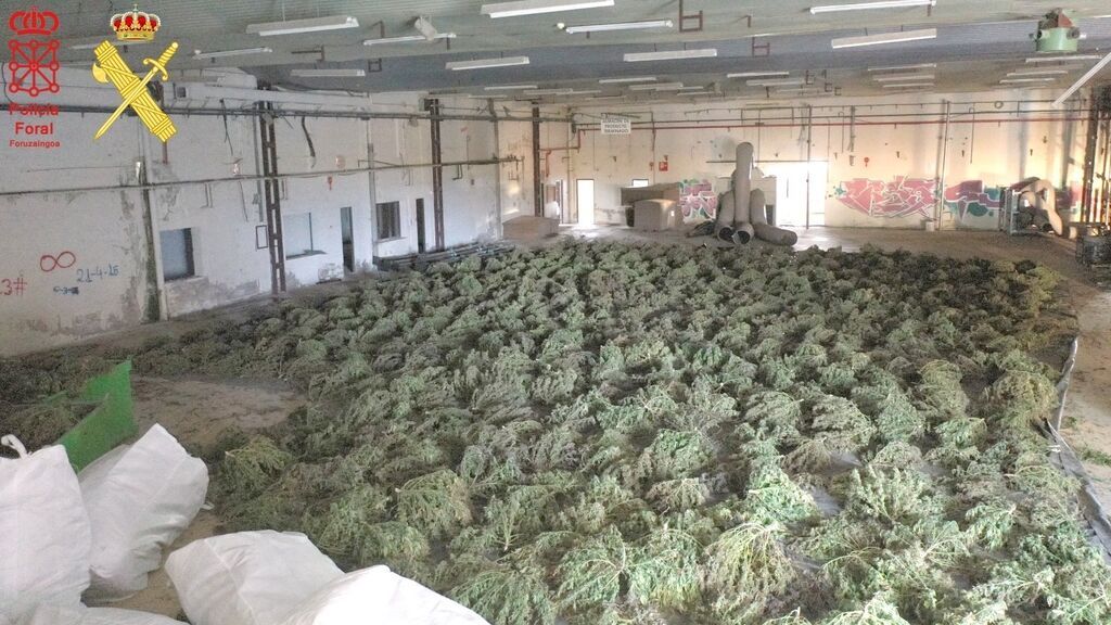 Desmantelan en Navarra el mayor cultivo de marihuana de Europa con unas 415.000 plantas de cañamo