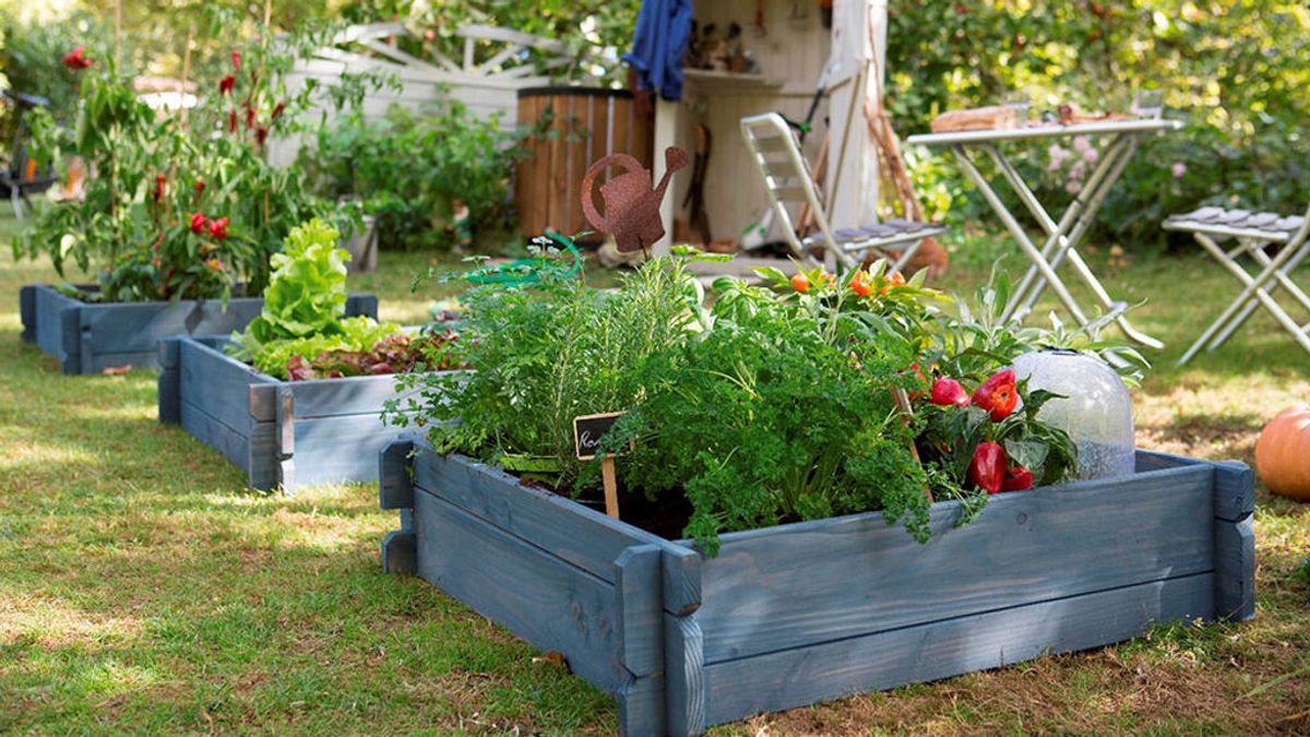 Cómo preparar el césped del jardín de cara al buen tiempo: cómo distribuir las plantas y cuándo comenzar con la preparación del huerto.