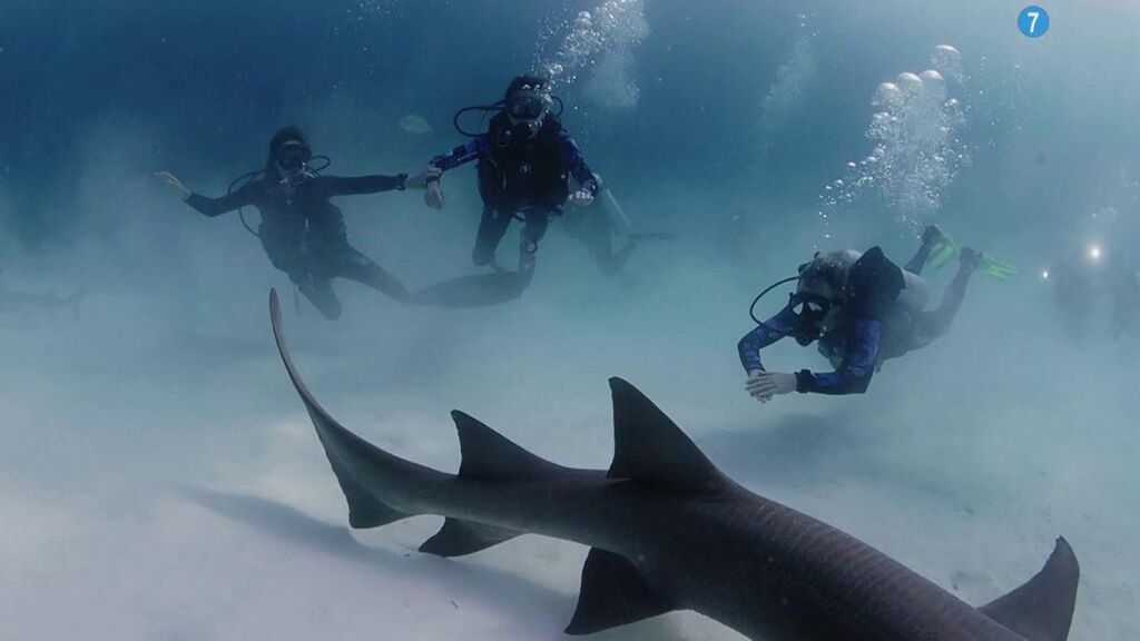 Silvia Abril y Toni Acosta, nadando entre tiburones