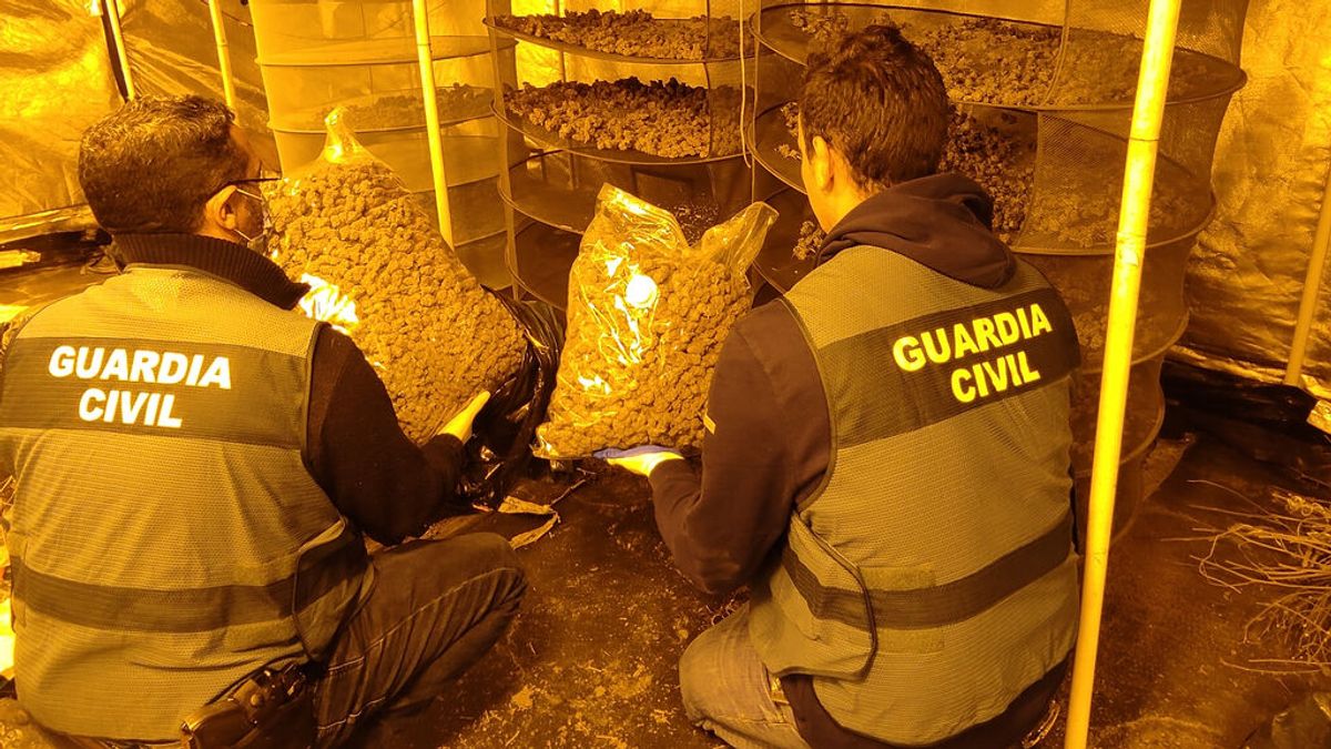 Cuatro detenidos por cultivar marihuana y defraudar fluido eléctrico en la Costera y la Ribera Alta