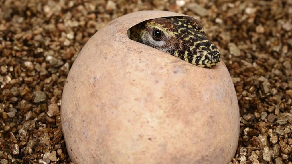 Las emocionantes imágenes del nacimiento de 80 dragones de Komodo en Australia