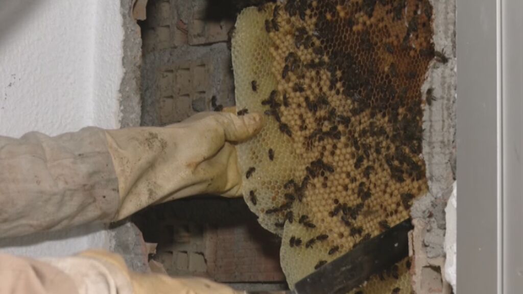 Retiran un panal con más de 150.000 abejas en un convento de Granada