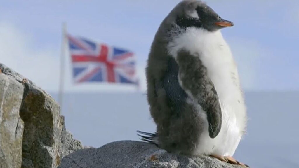 Una organización benéfica ofrece trabajo: requisitos para los cinco meses en la Antártida contando pingüinos