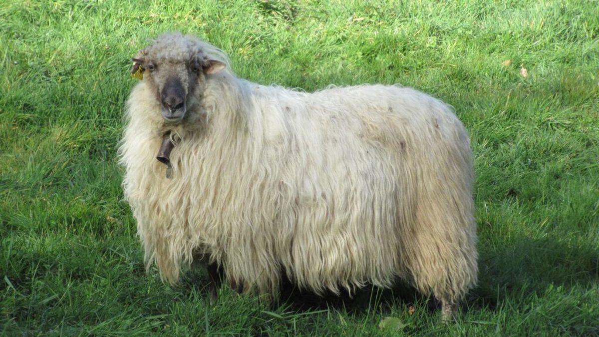 Un oveja latxa Un oveja latxa