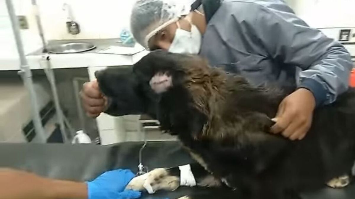 Un perro salva a su dueña de la brutal agresión a cuchilladas de su expareja en Bolivia
