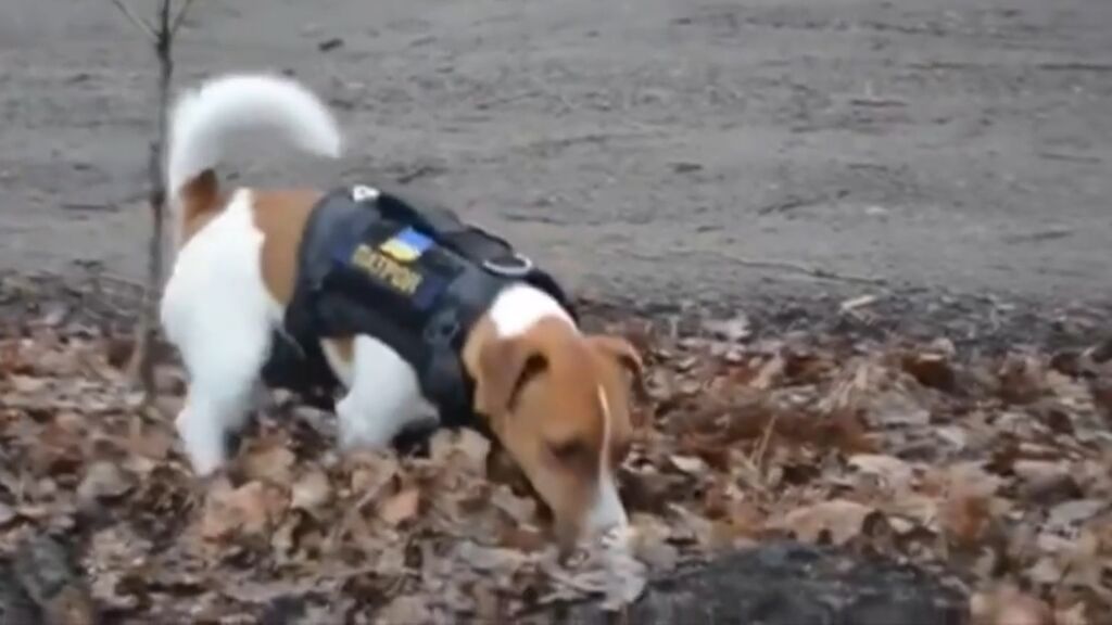 Patron, el perro busca minas que es un héroe en Ucrania