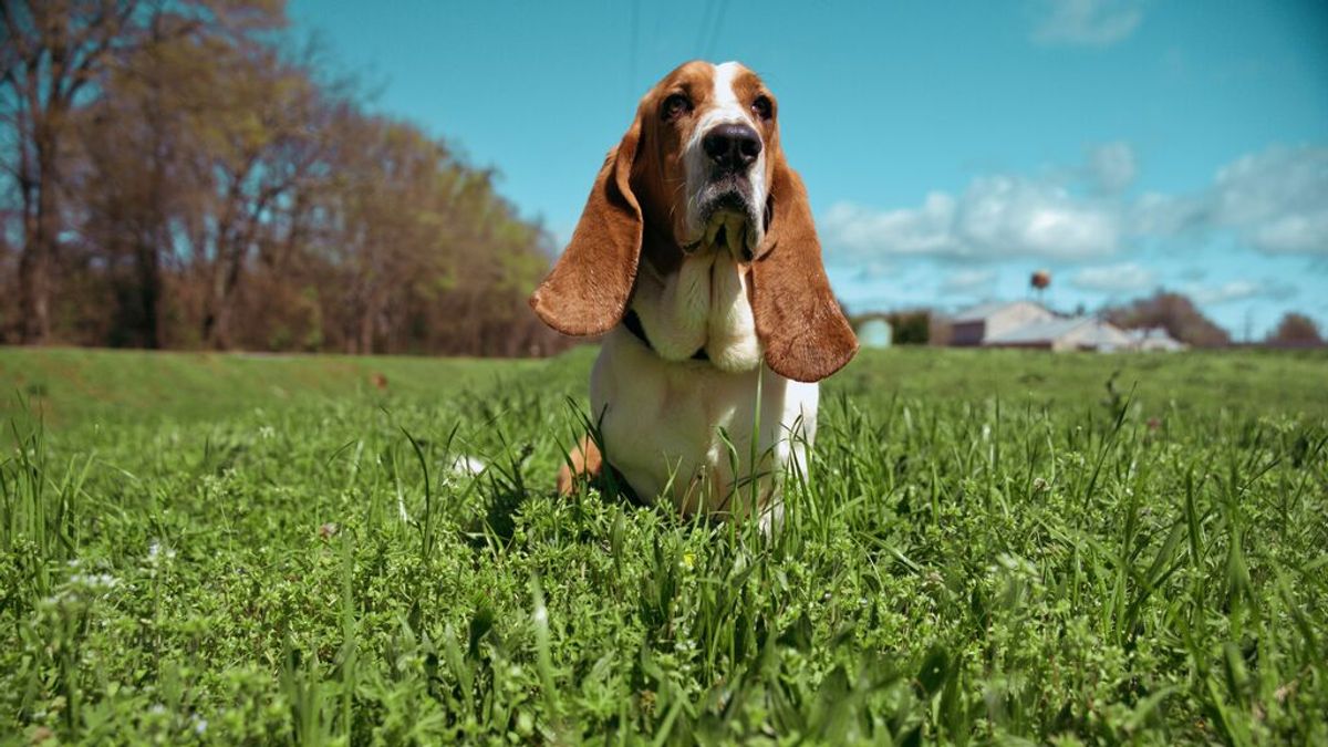 Cómo limpiar las orejas de un perro Cómo limpiar las orejas de un perro