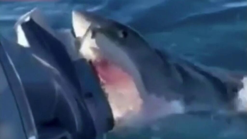 Una familia es atacada por un tiburón mientras pescaba en Australia