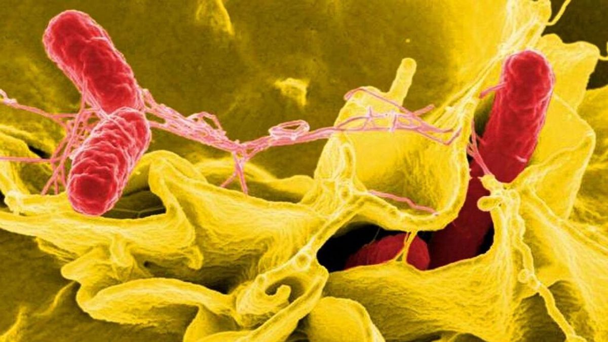 Alerta europea: cómo de peligrosa es la salmonelosis Alerta europea: cómo de peligrosa es la salmonelosis