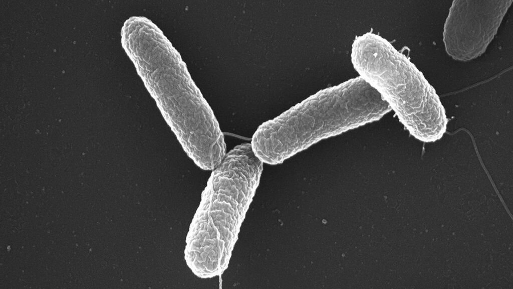 Bacteria Salmonela BN