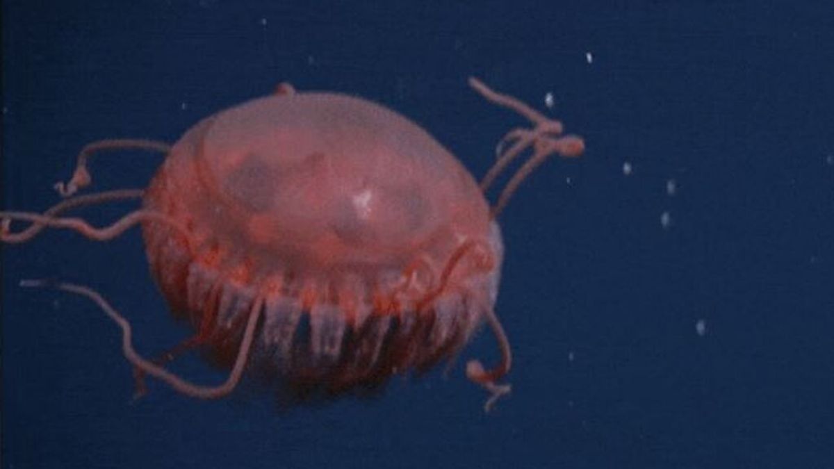 Descubren una medusa "extraterrestre" en California con forma de platillo