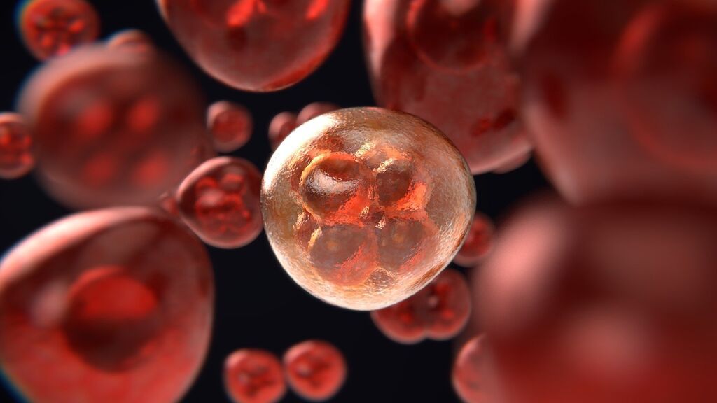 mitosis-gcd3ab9e43_1920