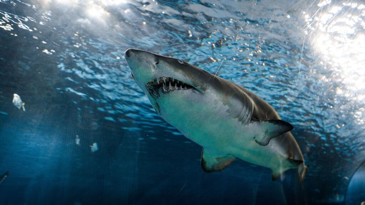 Terror en altamar: una familia capta el momento en que un tiburón ataca su barco