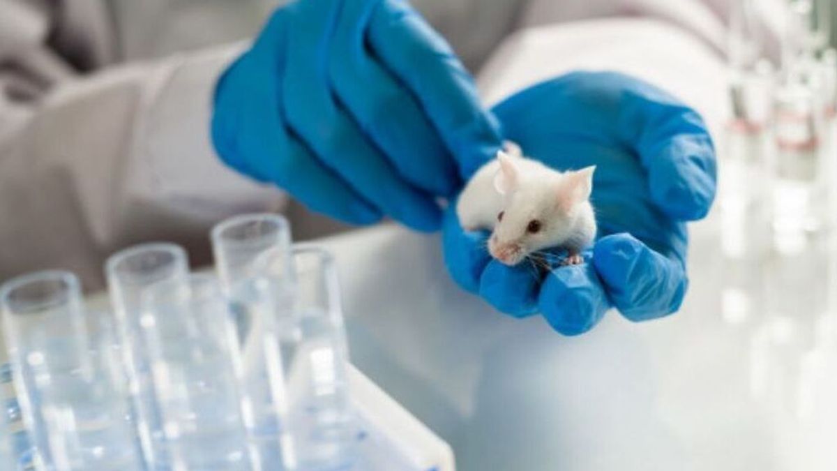 Investigadores consiguen reducir tumores sólidos en ratones: entre ellos, el cáncer de pulmón