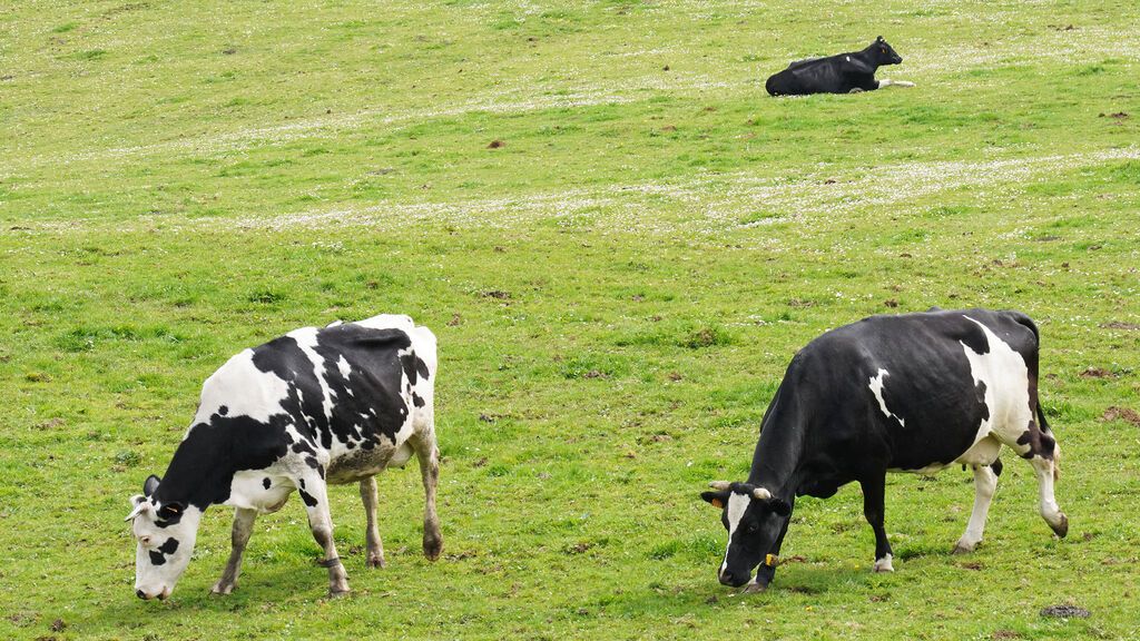 EuropaPress_4344837_varias_vacas_lecheras_pastorean_granja_casa_grande_xanceda_26_marzo_2022