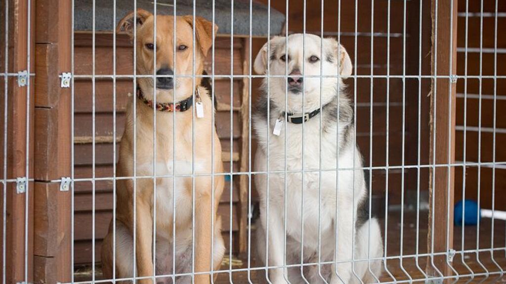 Los perros de los refugios sufren estrés por la angustia que sufren, según un estudio