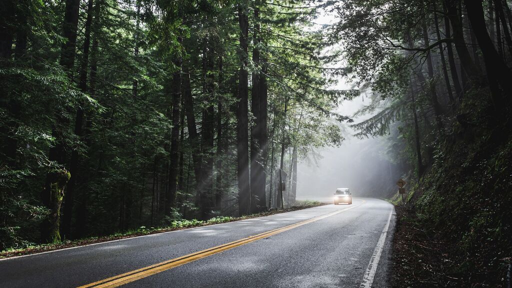 Qué hacer si atropellas un animal en la carretera