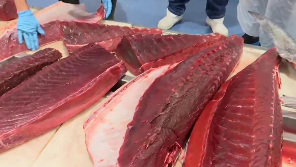 Lista de espera para el atún rojo ante su alta demanda: descubre cómo evitar una compra fraudulenta