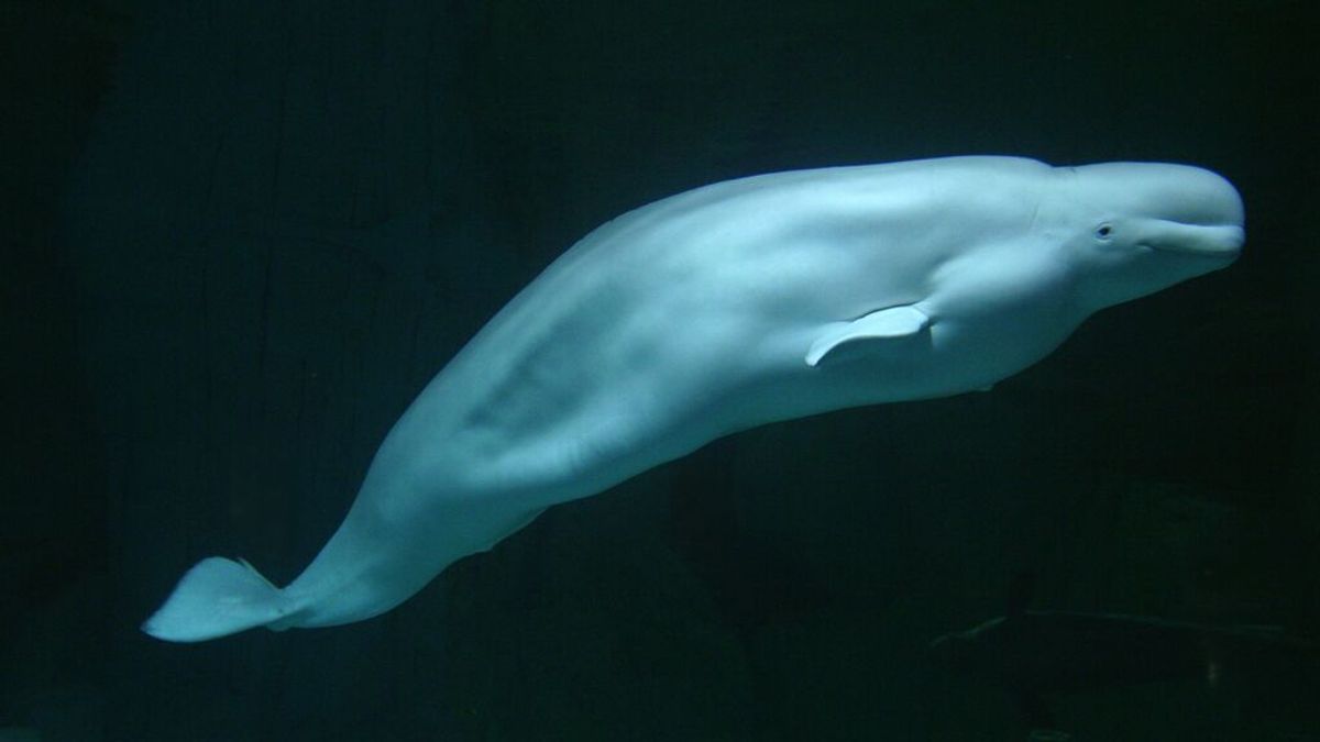 Muere Kairo, el macho de beluga de más de 60 años del Oceanogràfic de Valencia
