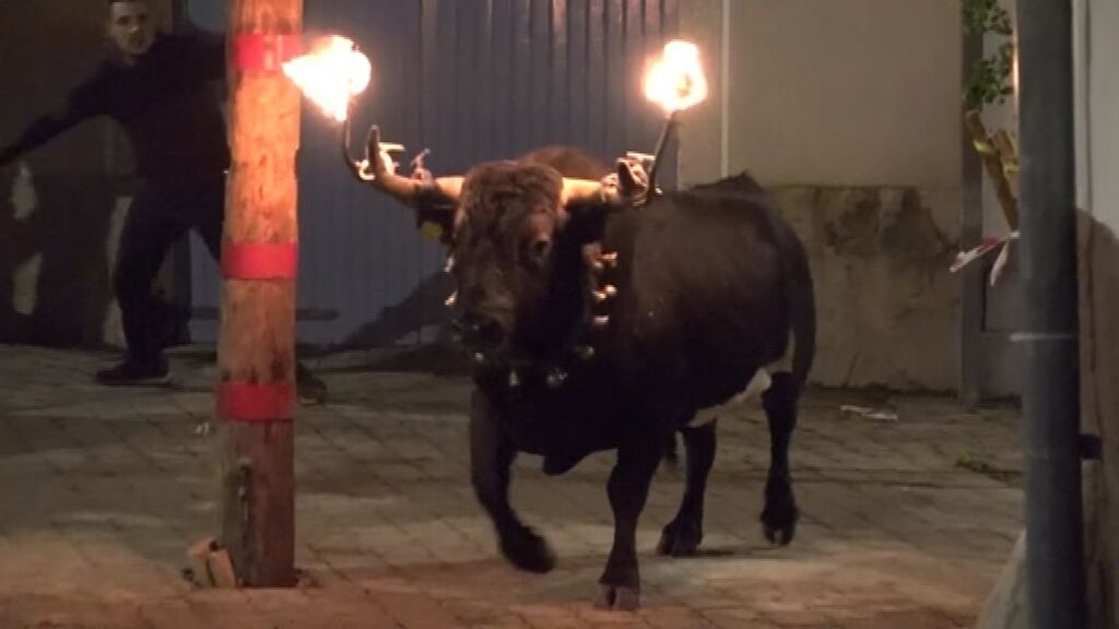 Los animalistas graban los toros embolados de las Terres de l'Ebre para "denunciar esta fiesta abusiva"