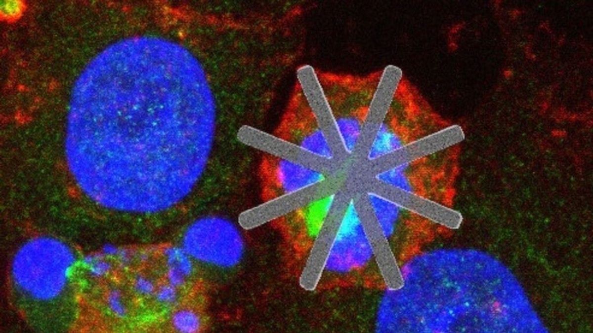 Una investigación del CSIC introduce chips dentro de células vivas como fármaco