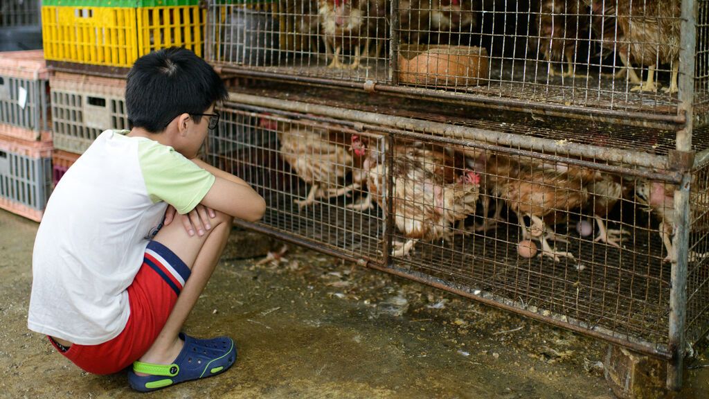 Las autoridades chinas anuncian el primer contagio a nivel mundial en un niño de cuatro años de un caso de gripe aviar H3N8
