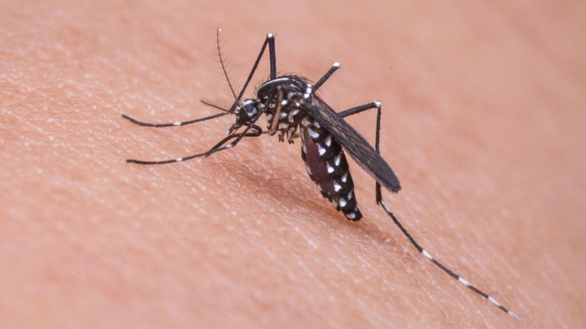 El mosquito tigre lo tendrá fácil para extenderse en España este verano por las lluvias recientes