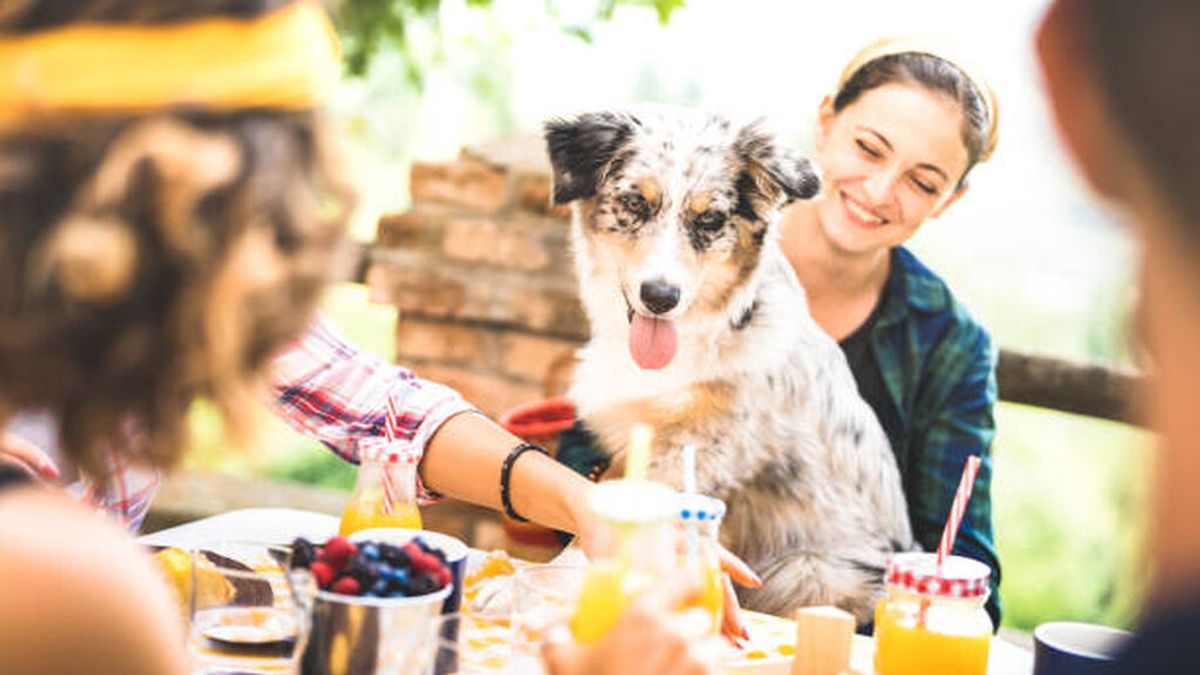 Restaurantes ‘pet friendly’ de Madrid Restaurantes ‘pet friendly’ de Madrid