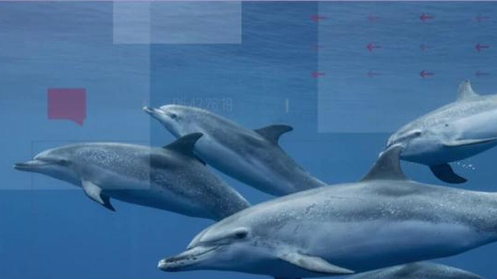 Rusia utiliza delfines entrenados para proteger sus barcos de los ataques submarinos