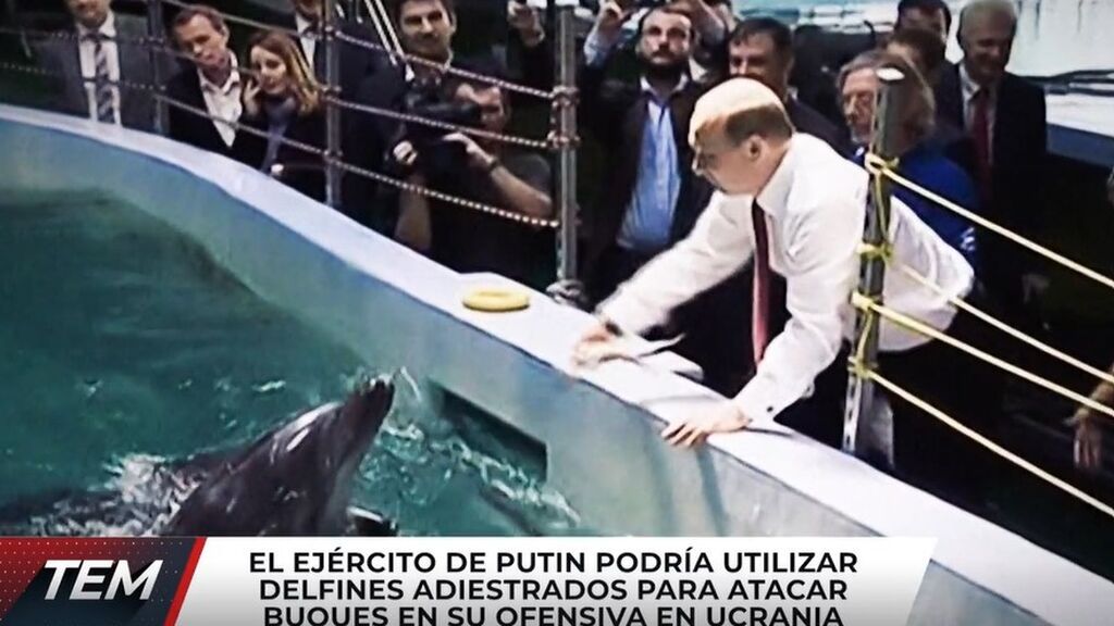 El ejército de Putin podría utilizar delfines adiestrados para atacar buques en su ofensiva a Ucranio
