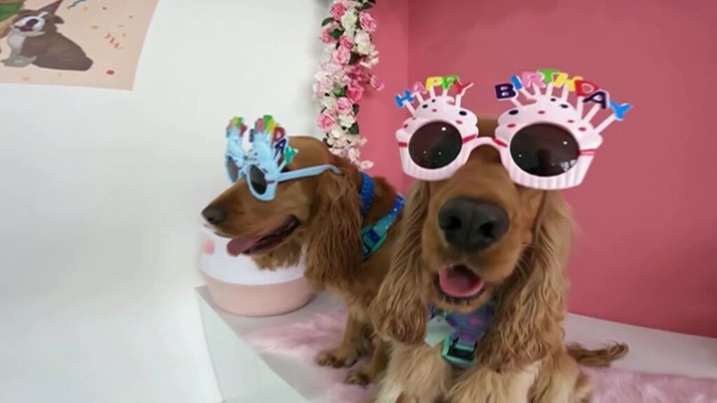 'Happy Bark Day Cafe', el local de moda para los perros en Dubái
