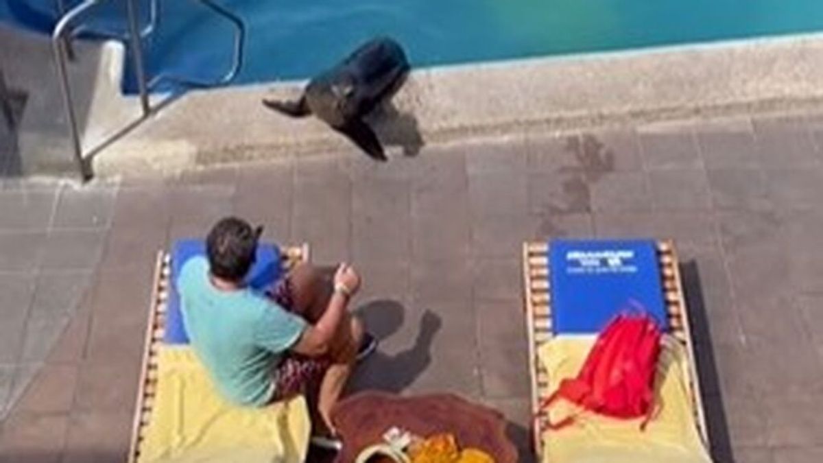 Una foca irrumpe en la piscina de un hotel, se baña y echa a un turista de su hamaca