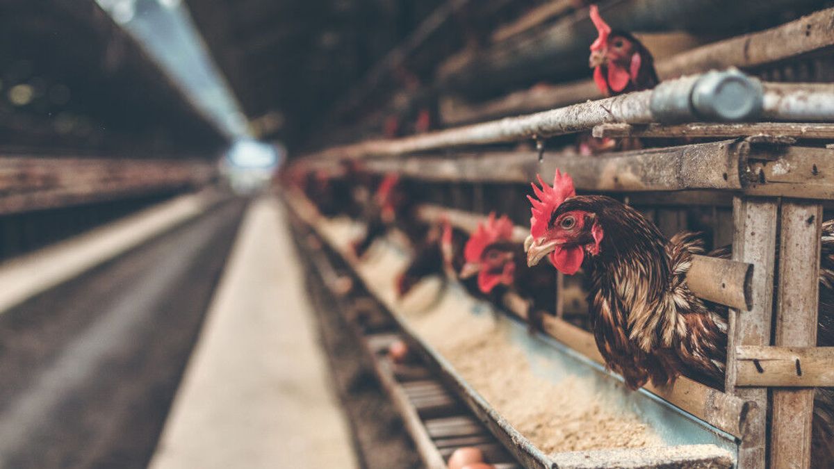 La ‘Operación Pollo’ se salda con penas de dos años de prisión por explotar a inmigrantes en Lugo La ‘Operación Pollo’ se salda con penas de dos años de prisión por explotar a inmigrantes en Lugo